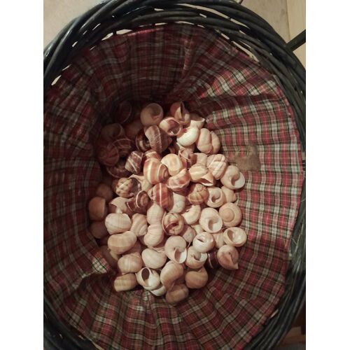 Coquilles Escargots Véritables La Douzaine