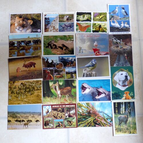 Lot De 19 Cartes Postales : Collection Animaux
