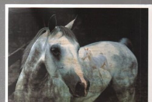 Carte Postale Théme Chevaux