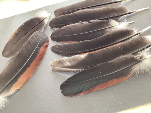 Plumes Loisirs Créatifs 