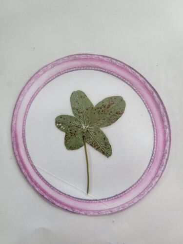 Véritable Trèfle 5 Feuilles