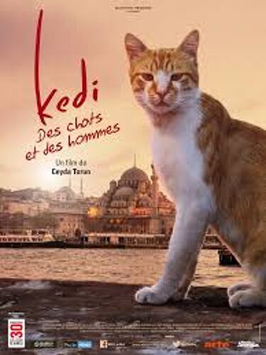 Kedi Des Chats Et Des Hommes De Ceyda Torun... - Affichette Originale De Cinéma Format 40 Cm X 60 Cm