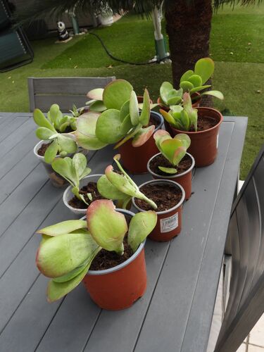 Plant De Kalanchoe Thyrsiflora Ou Oreille D'Éléphant
