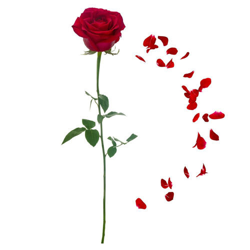 Sticker mural rose rouge et pétales 70 x 20 cm