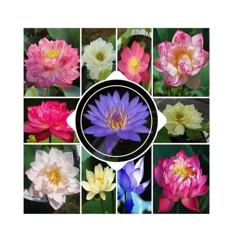 50 Graines De Lotus, Graine De Lotus En Bol De Bonsaï De Couleurs Mélangées, Fleur De Lotus Graines,Graines De Lotus Multico Graine