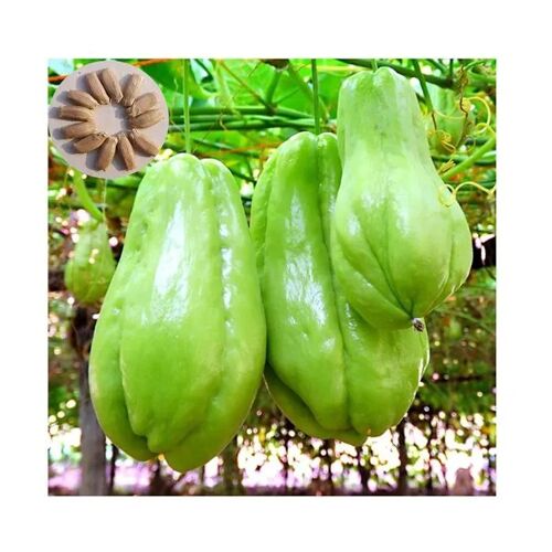 60 Graines De Chayote Haute Germination Semences Naturelles Non Traitées Pour Potager Productif, Graines De Légumes Chayote Plantes