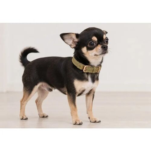 Collier Pour Chien Virginia En Cuir Xs / S 24-30cm 15mm Vert