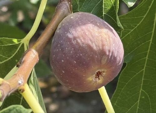 Figuier 🍐