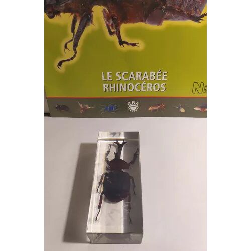 Collection "Authentiques Insectes" N°5 : Le Scarabée Rhinocéros"