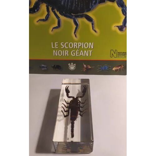 Collection "Authentiques Insectes" N°3 : Le Scorpion Noir Géant