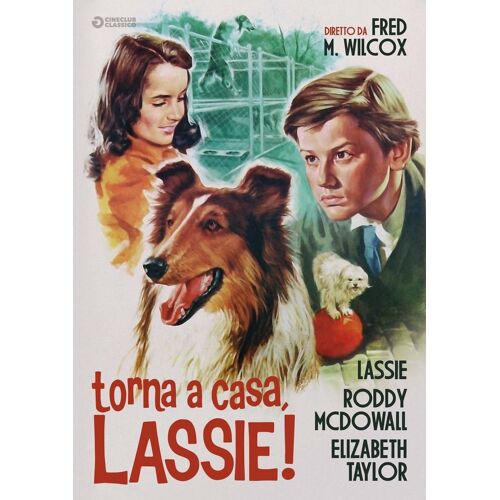 Torna A Casa Lassie Avec Taylor Bruce Dowall - Dvd