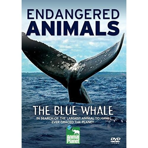 The Blue Whale (Endangered Animals) - Dvd
