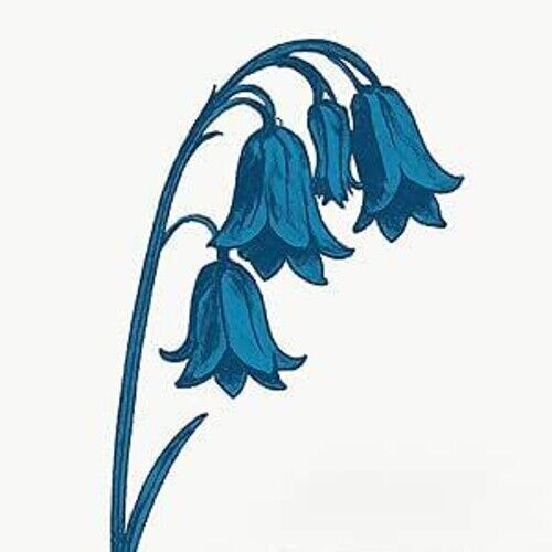 The Bluebells - This Is The Bluebells - Blue Vinyl [Vinyl Lp] Blue, Colored Vinyl, Uk - Import