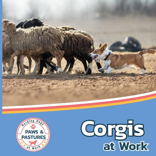 Corgis At Work