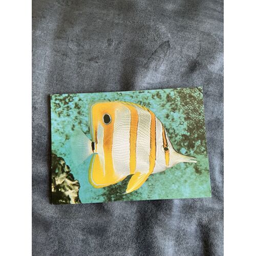 Carte Postale, Vintage, Poisson En Forme De Pincettes