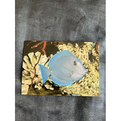 Carte Postale, Vintage Baieneur Bleu De Mer