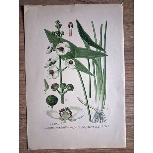 Planche Botanique Ancienne 22,7x15,4 Cm