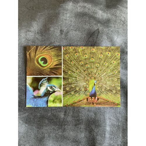 Carte Postale Vintage Freizeit- Land Geiselwind. Paon Bleu