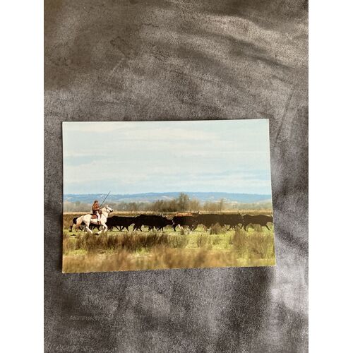 Carte Postale Vintage En Camargue. Déplacement D’Une Manade.