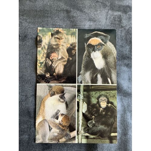 Carte Postale, Vintage, Parc Zoologique De Saint-Martin La Plaine. Macaque Crabier Et Son Petit. Brazza. Vervet Et Son Petit. Chimpanzé