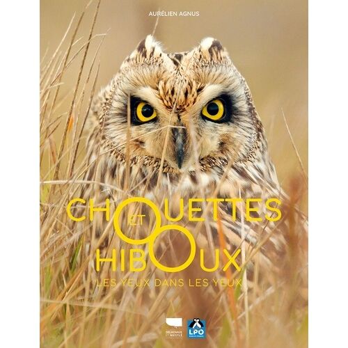 Chouettes Et Hiboux - Les Yeux Dans Les Yeux