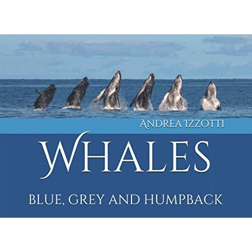 Whales: Blue, Grey And Humpback (Born To Be Free)