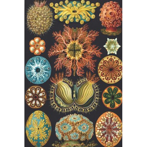 Haeckel Scientific Biological Art Notebook: Vintage Science Illustrations N°85 From "Kunstformen Der Nature" / "Art Forms In Nature"; Composition Jour