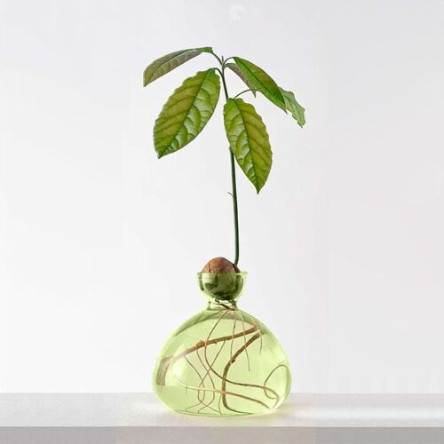 KALANKA-Vase en verre à avocat vert pour avocat en verre de germination sans cure-dents, vase en verre hydroponique pour décoration de plantes, salon, table basse, idéal pour les amateurs de plantes