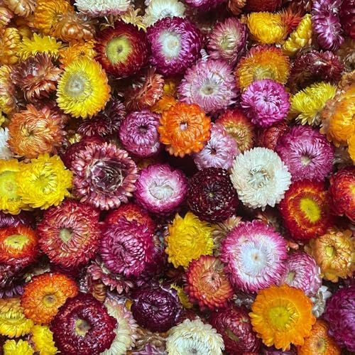 KALANKA-110pcs Fleurs Artificielles Marguerites Faux Tête de Fleurs, DIY Couronne Bouquet Mariage Fleur Decoration de Mariage Maison, Fleurs Artificielles pour Fête Décoration de Mariage