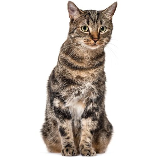 KALANKA-Fenêtre décorative chat I réaliste grande taille I imprimé des deux côtés I autocollant pour fenêtre I adhérence statique I protection des oiseaux I autocollant réutilisable et amovible I dv9