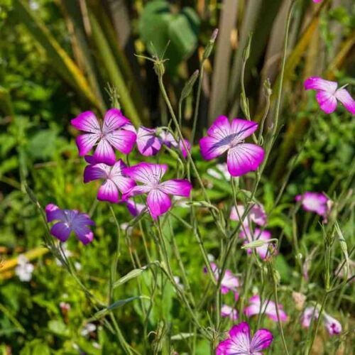 Coquelourdes Roses Du Ciel, 50 Graines