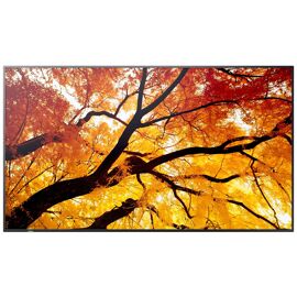 Sharp MultiSync PN-M552 - 55" M2 Series écran LCD rétro-éclairé par LED - signalisation numérique - 4K UHD (2160p) 3840 x 2160 - Direct LED - noir