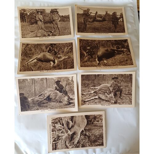 Cp Indochine Lot De 7 Cp Trophees De Chasse Vietnam