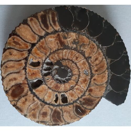 Ammonite Fossile Pyritisée De Russie