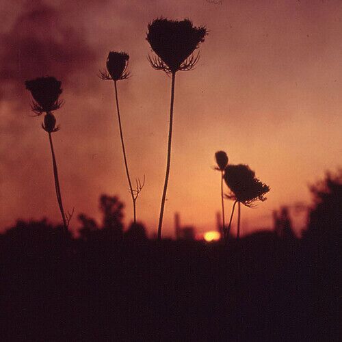 Barren Canyon - A Virulent Stream [Compact Discs]