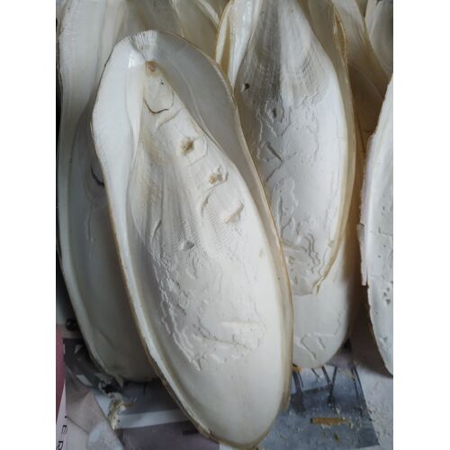 Os De Seiches 1 Kg,35-40 Pièces