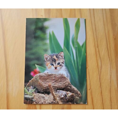 Carte Postale Chat