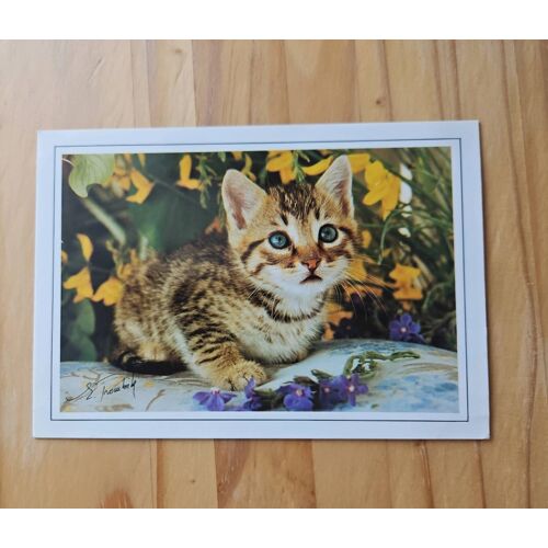 Carte Postale Chat