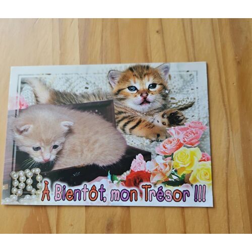 Carte Postale Chats