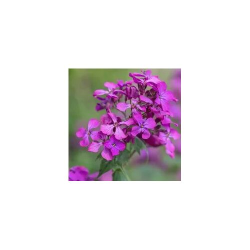 Monnaie Du Pape Rose Vif : 20 Graines