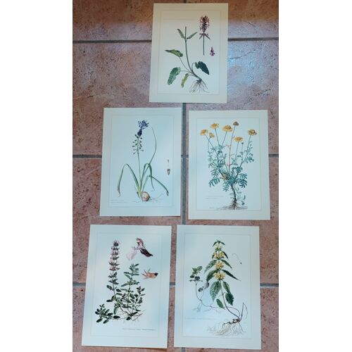 Botanique - lot 5 planches en 6-8 couleur d'après Claus Caspari - 27cm X 19cm