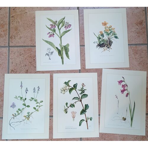Botanique - lot 5 planches en 6-8 couleur d'après Claus Caspari - 27cm X 19cm