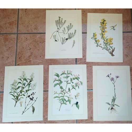 Botanique - lot 5 planches en 6-8 couleur d'après Claus Caspari - 27cm X 19cm