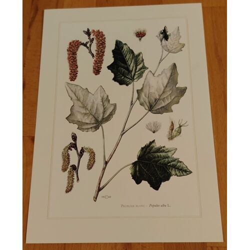 Botanique - Peuplier - Planche En 6-8 Couleur D'Après Claus Caspari - 27cm X 19cm