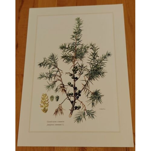 Botanique - Genevrier - Planche En 6-8 Couleur D'Après Claus Caspari - 27cm X 19cm