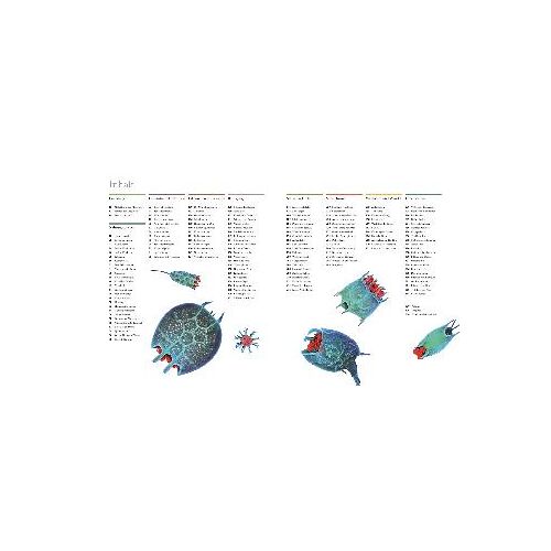 Mikrokosmos - Wunderwelt Der Kleinsten Lebewesen