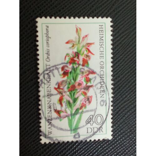 Timbre Allemagne - Rda Y T 1815 Orchis Punaise (Orchis Coriophora) 1976 (040710 )