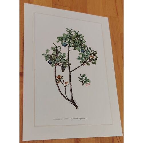 Botanique - Airelle - Planche En 6-8 Couleur D'Après Claus Caspari - 27cm X 19cm