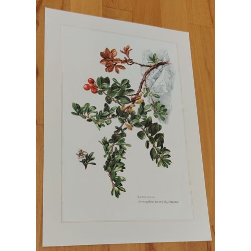 Botanique - raisin - planche en 6-8 couleur d'après Claus Caspari - 27cm X 19cm