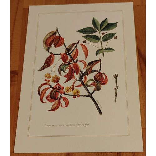 Botanique - fusain - planche en 6-8 couleur d'après Claus Caspari - 27cm X 19cm